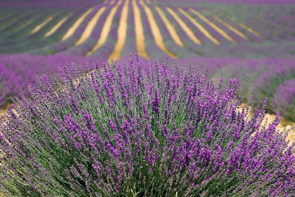 Impression Du Sud Gite 1 Saint-Remy-de-Provence Holiday home